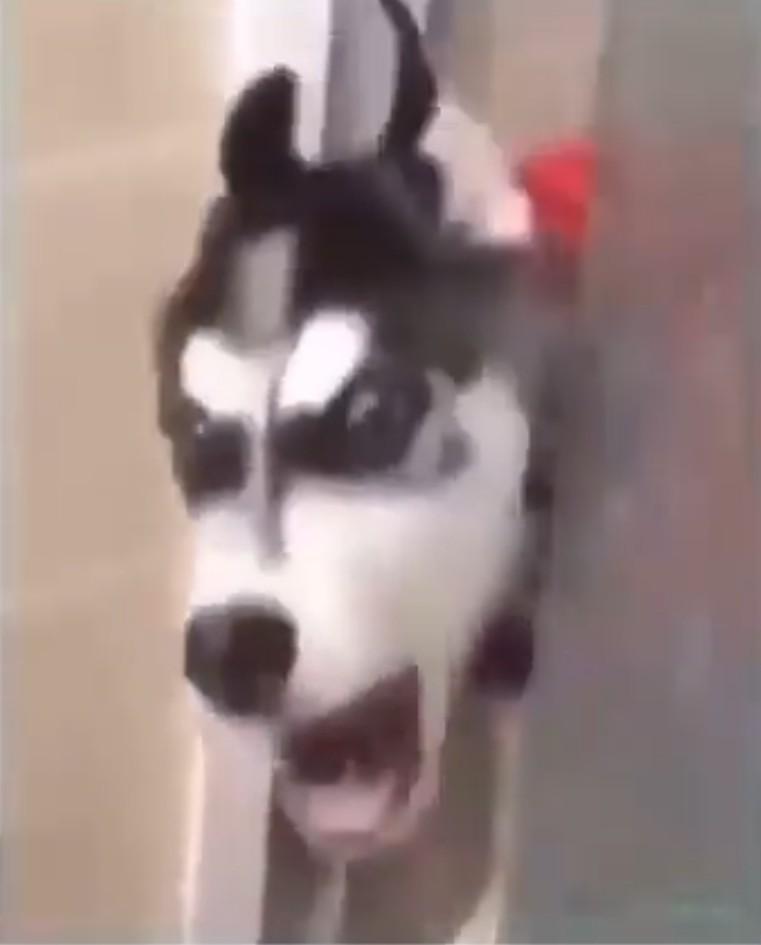Robodiaz