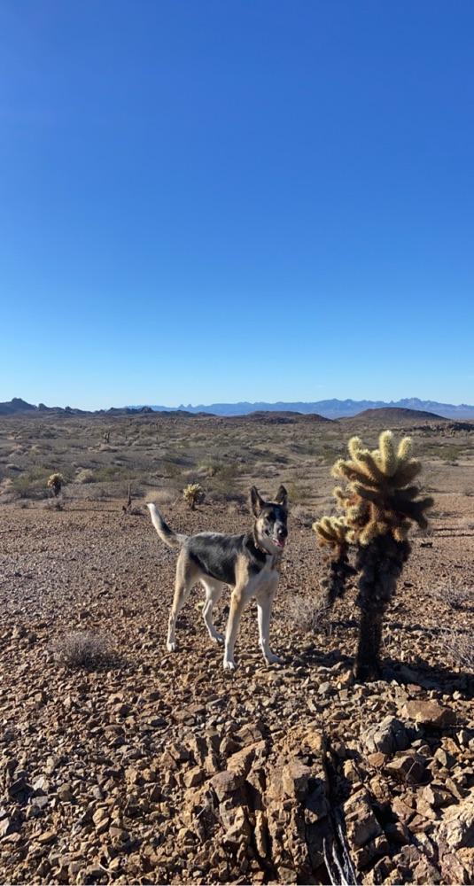 Dogsled69