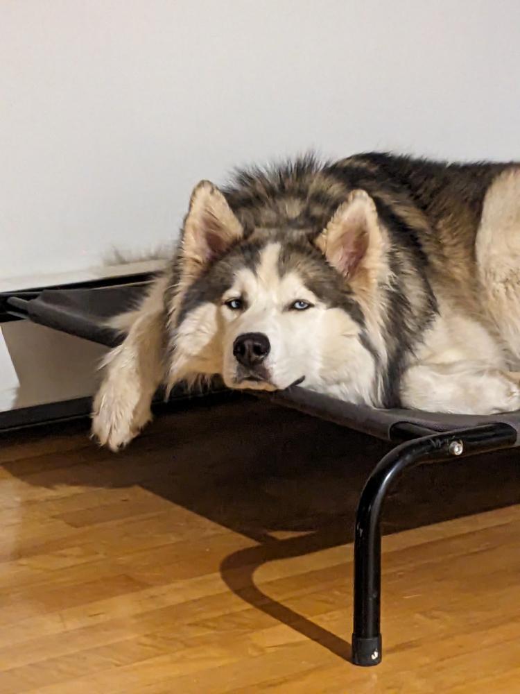 Shredilla