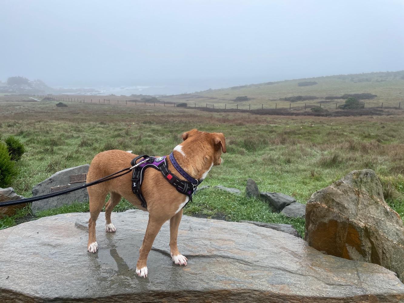 Karenstrail