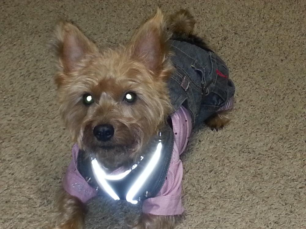 Buddy2008