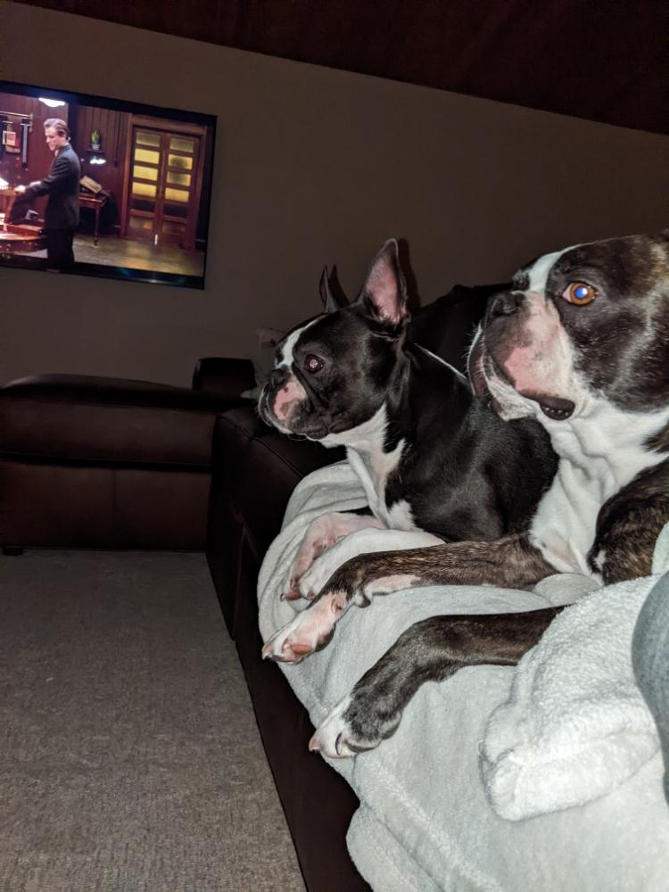PorterTheDog